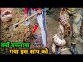 क्यों दफनाया गया इस सांप को / Snake Death वायरल वीडियो / Snake Killed By Litte Child / #snake #viral