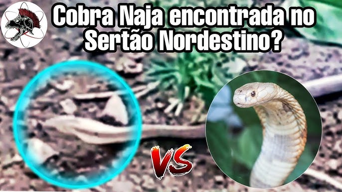 A inacreditável Cobra Naja Azul 