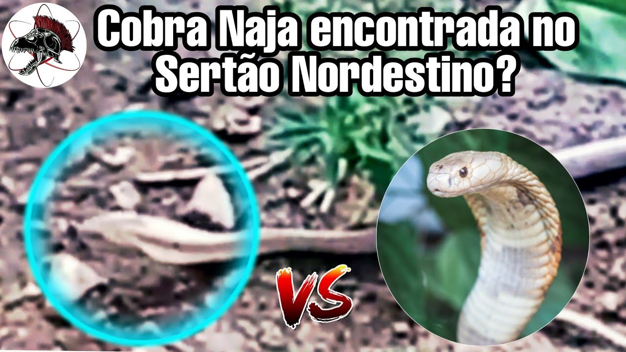 Cobra Naja solta no Sertão Nordestino? | Biólogo Henrique o Biólogo das Cobras