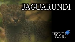 Jaguarundi - Wild Cat | #UnspoiledPlanet