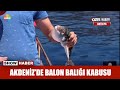 Akdenizde balon bal kabusu