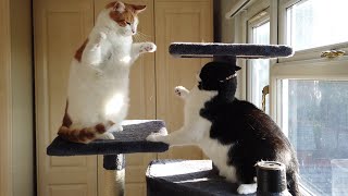 Cats Play Fighting
