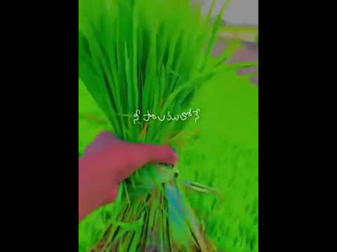 Tholakari Varshapu Jallulalo