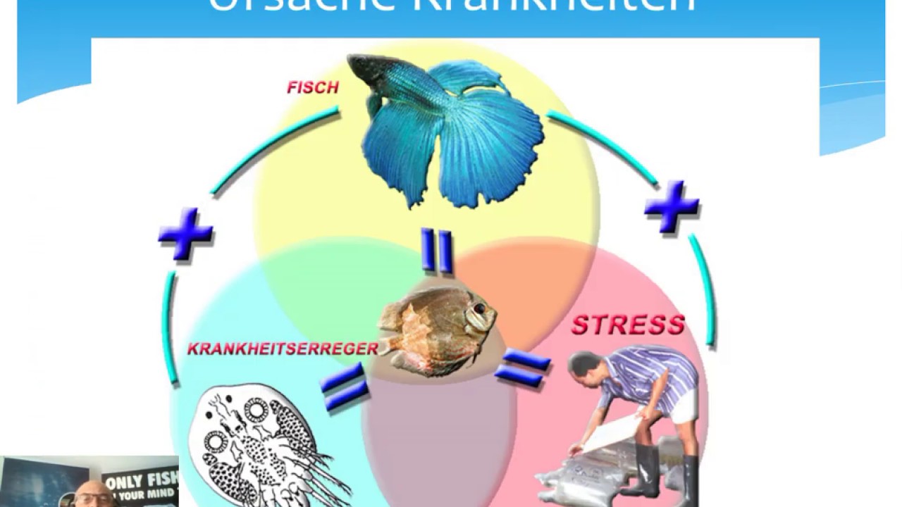 Nr.1: Fischfutter und Fischkrankheiten beim Aquariumfischen: Gute Pflege Teil 1 von mehrere Video