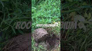 Legume Root Rhizobium