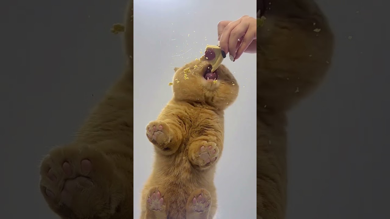 Cat's eating and broadcasting performance 😋😋  