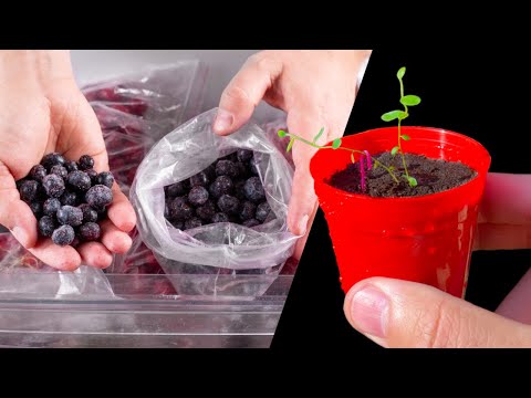 ቪዲዮ: Blueberry Bush Seed Propagation - ብሉቤሪን ከዘር እንዴት ማደግ እንደሚቻል