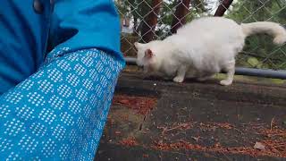 白む空に魚を狩る猫 A beautiful white cat with lovely blue eyes also came out! She