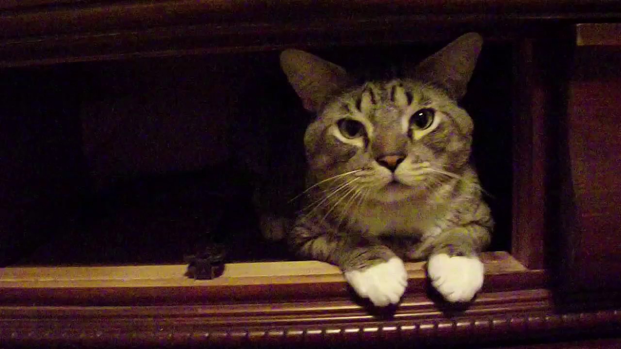 Why do cats like to sit in boxes? YouTube