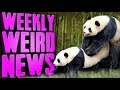 ETC Archive: Panda SEX KING Can't Stop! - WWN