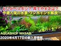 水草水槽 ２０２０年４月１７日 AQUASHOP wasabi新入荷情報　水草・レイアウト流木、石・用品の紹介！アクアリウムノウハウ