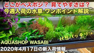 水草水槽 ２０２０年４月１７日 AQUASHOP wasabi新入荷情報　水草・レイアウト流木、石・用品の紹介！アクアリウムノウハウ