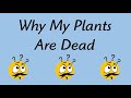 Top reasons why your plants are dying