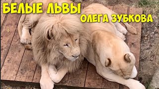 🔴ГАМАДРИЛЫ 🐒ЛЮСЬКИНЫ РОДИЧИ🔴Белые львы под адреналиновым мостом 🔴ЯГУАР охотится на кота.