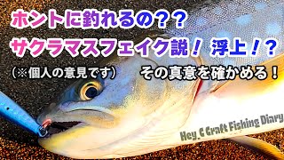 北海道、海サクラマス釣り（寿都、積丹、古平、余市方面）