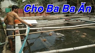 Nuôi BaBa Trong Bể Xi Măng l Của Anh Tài Được 11 Tháng Tuổi. ĐT 0987274804