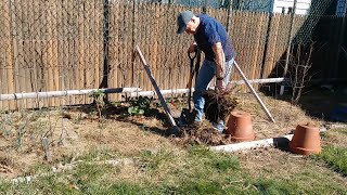 How to Transplant a Blueberry Bush – Karl’s Food Forest Garden: S001E086