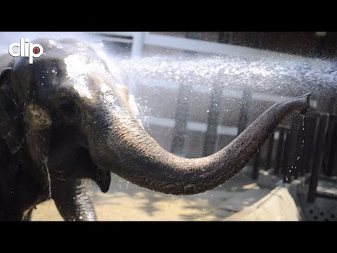 Video: Kako Slonovi Spavaju