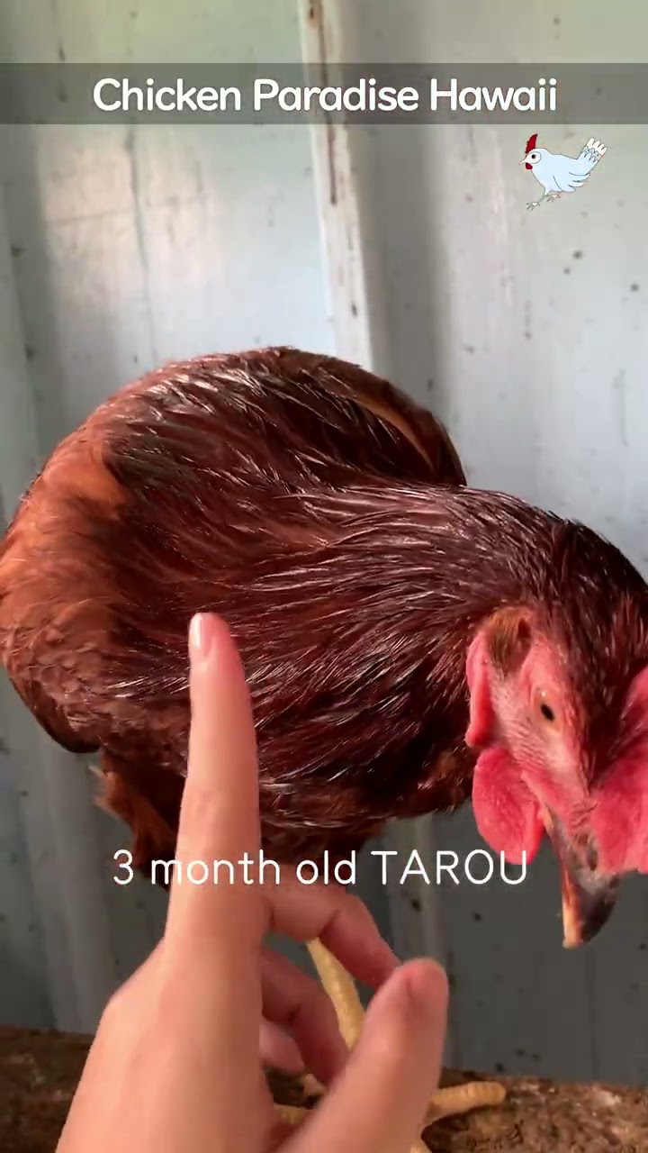 Taro at three months