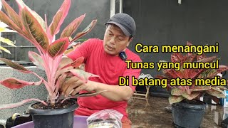 cara menangani tunas yang muncul di batang atasaglaonema semiaglao