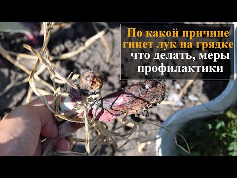 Видео: Болезнь гнили лука: как лечить лук от гнили лука