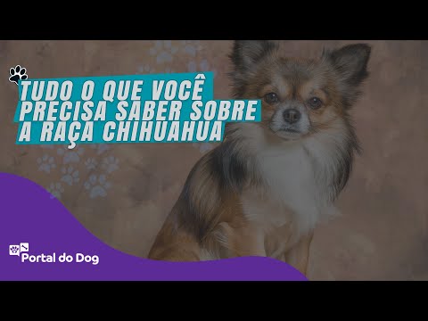 Tudo o que você precisa saber sobre a raça Chihuahua
