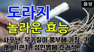 [도라지 효능] 도라지로 호흡기 건강 지키기! 주요 성분과 효능 총정리