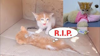 Trying to save a kitten defending its dying brother. by Pawmission 29 views 7 days ago 3 minutes, 49 seconds