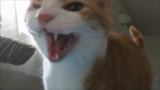 My Meowing Cat Waking Me Up