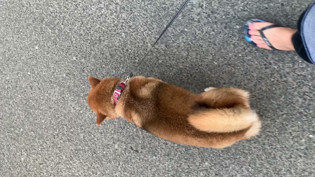 上から見た紫犬が芋虫みたい Youtube