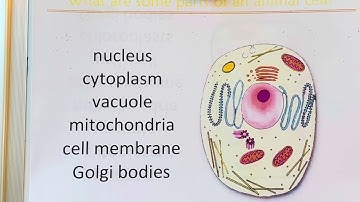 CC Cycle 1 week 3 Science Animal Cell