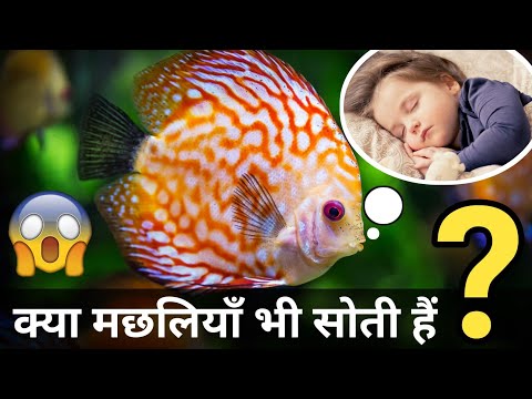 वीडियो: क्या मछली सोती है?