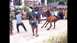 PENJEMPUTAN JENASA SEKDA, NTT. NUSA TENGGARA TIMUR KABUPATEN SUMBA TIMUR