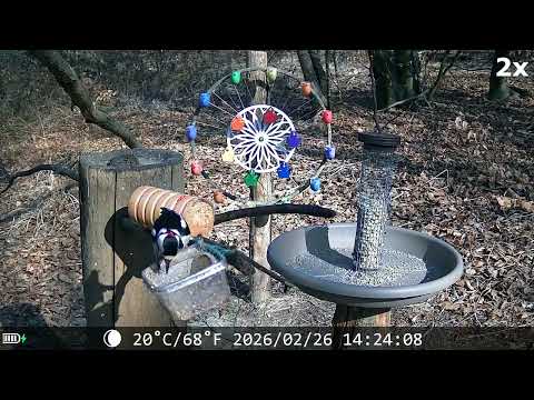 20260226 POSATOIO - BIRD FEEDER