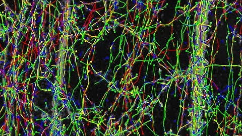 Virtual Tour: Systematic Neuron Morphometry