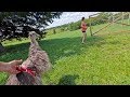 our emus MOVE to the farm