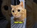 5 Cutest Lazy Cat Breeds Part 2 😻💤 (Ultimate Couch Potatoes)