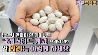 크레스티드 게코 브리딩 2편! 크레 알 받기, 알세팅! 해칭하는 방법을 알아봅시다!