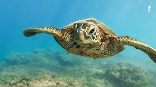 [NEW] 3HR Stunning 4K Underwater footage -Rare & Colorful Sea Life Video - Relaxing Sleep Music #11