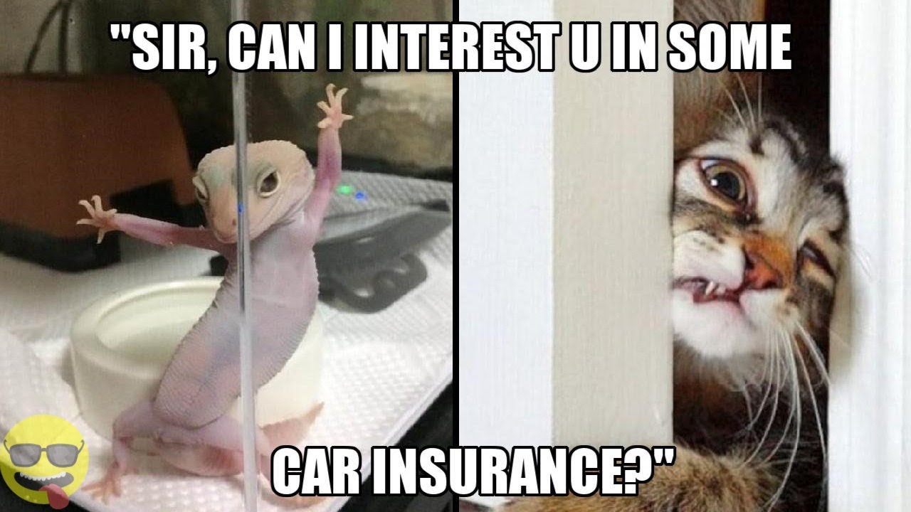 Hilarious Insurance Memes That We Can All Relate To Youtube