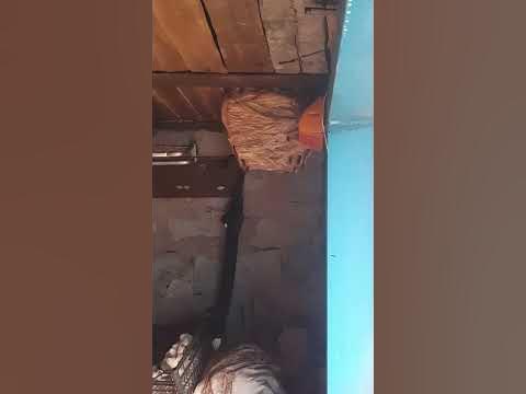 А вы когда нибудь видели улий шершней??? Я в живую видела впервые ...