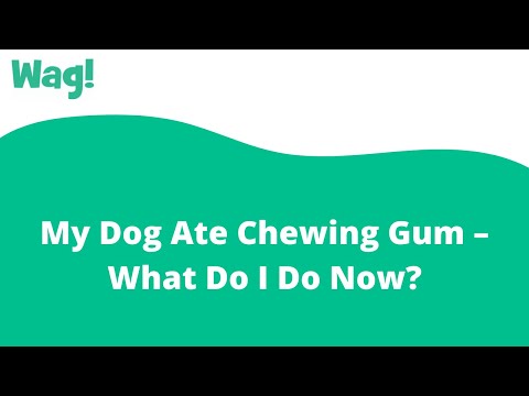 Video: 3 Výhody žvýkaček pro psy