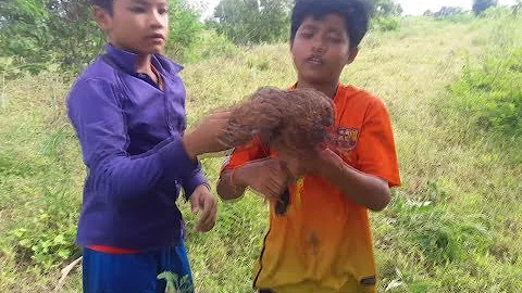 Awesome Foot Snare Bird Trap - Amazing Quick Bird Trap That Work 100%