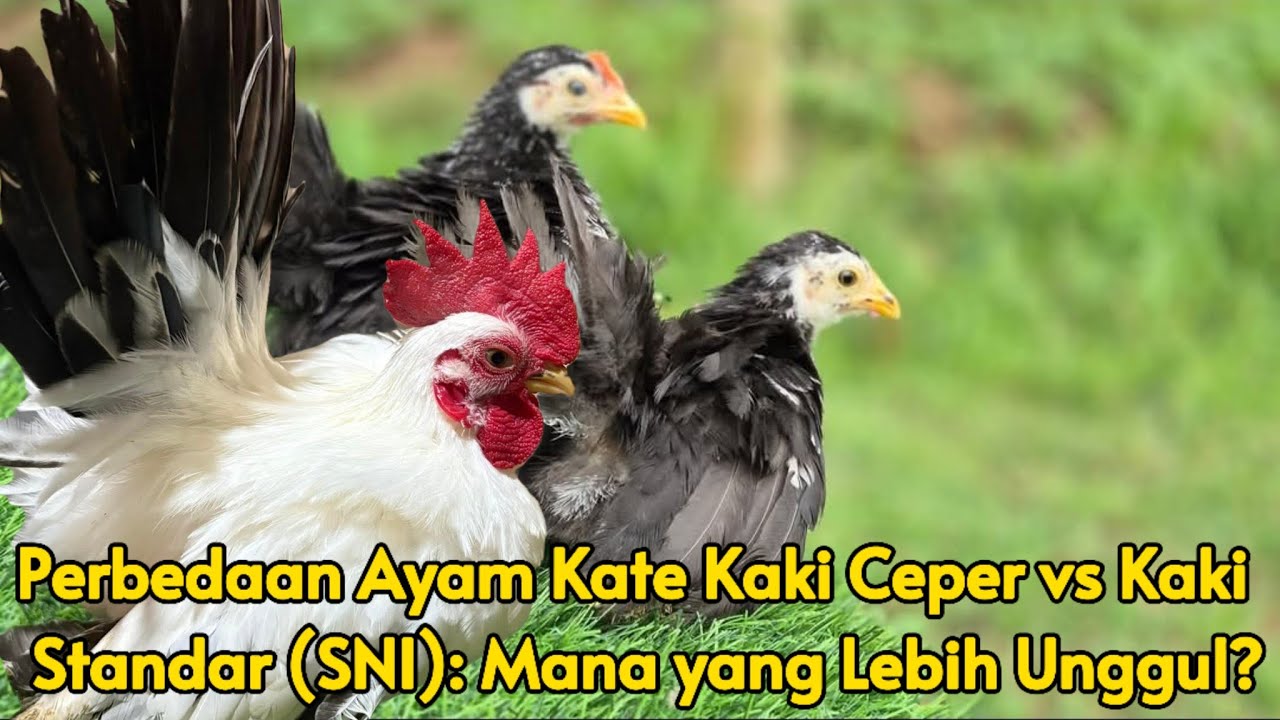 Ayam Kate Ceper vs Kate Standar – Kelebihan & Kekurangan yang Wajib Kamu Tahu