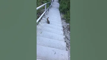 Snake And Rabbit 