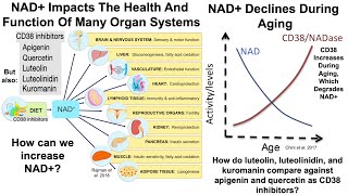 Are There Foods That Can Increase NAD? (Part II)