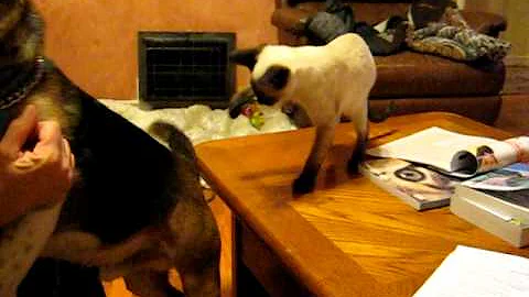 Video 11768051: siamese kitten playing