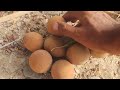 Harvesting Fresh Sweet RipeрџЊ Chikoo Fruits Chiku Or Sapodilla Garden Chikoo Harvesting Fruit Harvesting Fresh Sweet RipeрџЊ Chikoo Fruits Chiku Or Sapodilla Garden Chikoo Harvesting Fruit