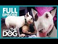 The Punk Pup: Chaos | Full Episode |  It's Me or The Dog