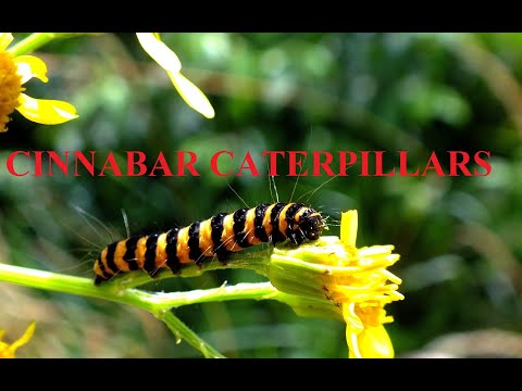 CINNABAR CATERPILLARS (Ulat Ngengat)